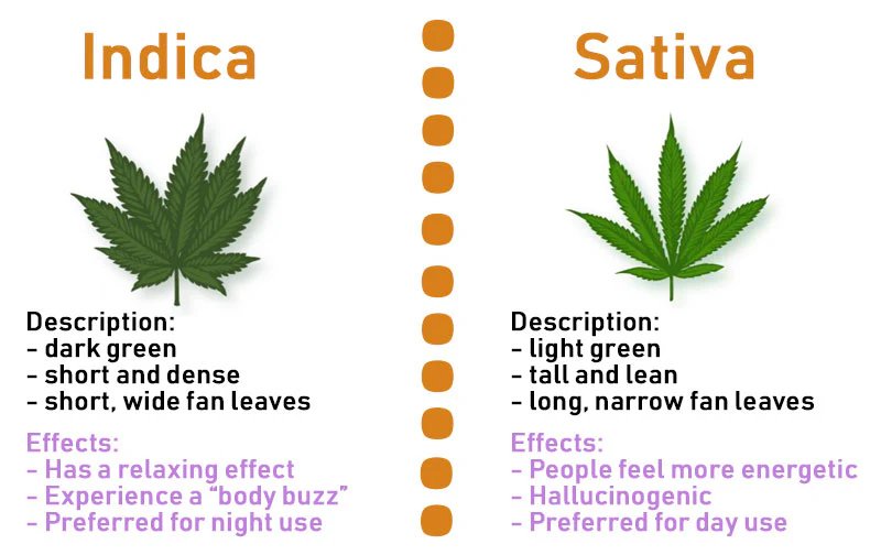 Exploring the Differences: Sativa vs Hybrid Strains